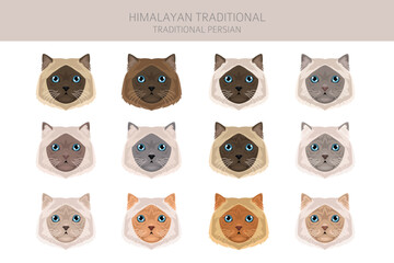 Himalayan Persian Cat longhaired clipart. Traditional classic type persian cat. All coat colors set.  All cat breeds characteristics infographic. Vector illustration