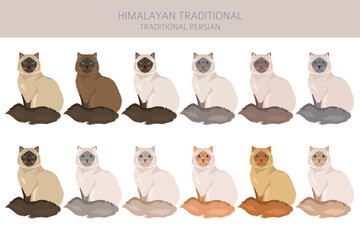 Himalayan Persian Cat longhaired clipart. Traditional classic type persian cat. All coat colors set.  All cat breeds characteristics infographic. Vector illustration