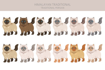 Himalayan Persian Cat longhaired clipart. Traditional classic type persian cat. All coat colors set.  All cat breeds characteristics infographic. Vector illustration