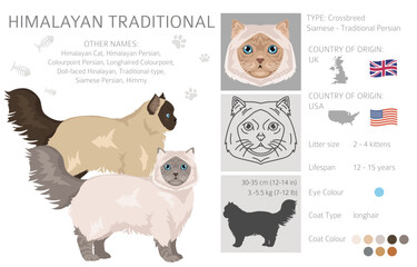 Himalayan Persian Cat longhaired clipart. Traditional classic type persian cat. All coat colors set.  All cat breeds characteristics infographic. Vector illustration