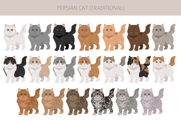 Persian Cat longhaired clipart. Traditional classic type persian cat. All coat colors set.  All cat breeds characteristics infographic. Vector illustration