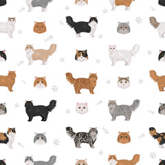 Persian Cat longhaired clipart. Traditional classic type persian cat. All coat colors set.  All cat breeds characteristics infographic. Vector illustration