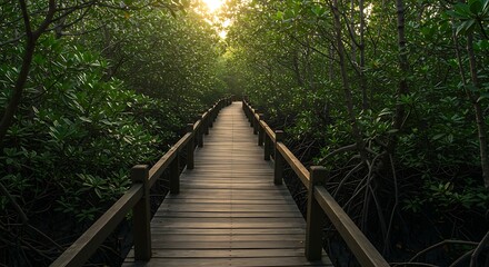 Wooden Pathway Through Mangrove Forest