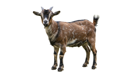 Isolated goat image with transparent background, perfect for creative projects that call for a touch of natural charm and symbolic representation, a rustic animal with a rich history.