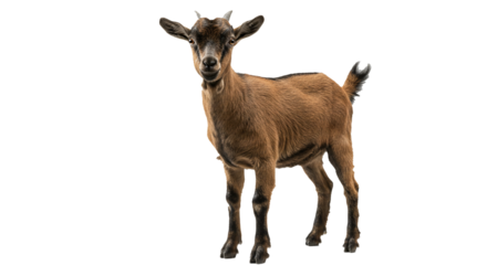 A trio of majestic goats stands boldly against a transparent background, their rich brown coats and striking black markings creating a visually captivating scene suitable for diverse design projects.