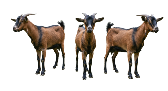 A visually striking PNG image showcasing three identical goats in a mirrored composition, featuring rich brown fur and black markings against a transparent backdrop for seamless integration into