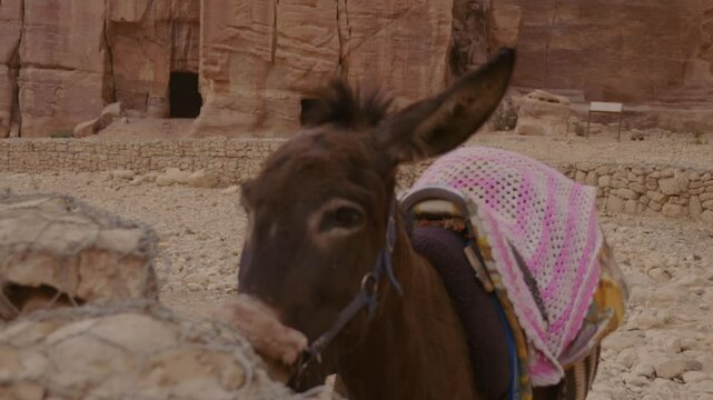 Typical donkey rests in desert