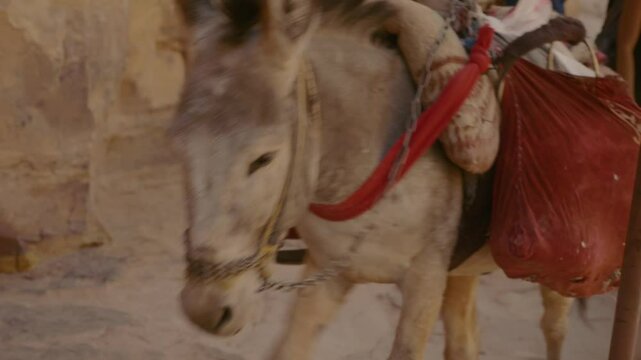 Donkey Climbs the Long Stairs of Petra in Jordan