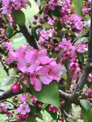 Close-up of vivid pink blossoms on an apple tree in spring, showcasing delicate textures and vibrant color contrasts, symbolizing renewal and natural beauty amidst a scenic floral background of nature