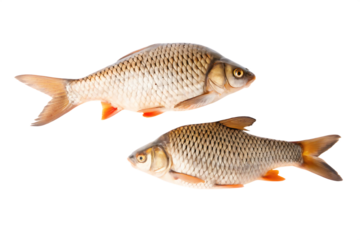 Two fresh fish for cooking isolated on white background PNG
