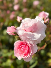 A detailed view of pink roses adorned with fresh water droplets, surrounded by soft green foliage in the background. The close-up captures the beauty and delicacy of blooming flowers in nature.