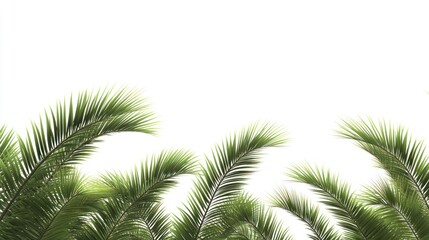 Naklejka premium Tropical Paradise: Lush Green Palm Fronds Against a Bright White Sky