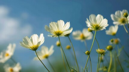Delicate White Flowers Blooming Under Bright Blue Sky with Soft Clouds