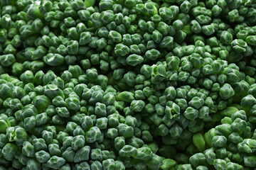 Fresh Broccoli , broccoli spears , sections , cut, on white background