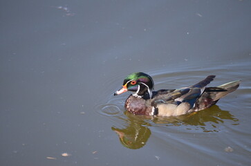 Wood duck at the George C. Reifel Migratory Bird Sanctuary in Delta, British Columbia, Canada.