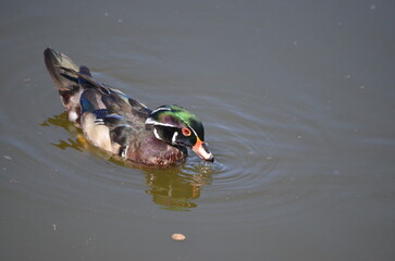 Wood duck at the George C. Reifel Migratory Bird Sanctuary in Delta, British Columbia, Canada.