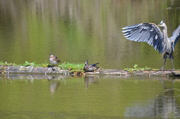Wood duck at the George C. Reifel Migratory Bird Sanctuary in Delta, British Columbia, Canada.