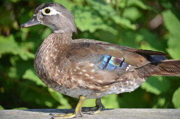 Wood duck at the George C. Reifel Migratory Bird Sanctuary in Delta, British Columbia, Canada.