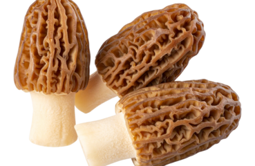 Image of morel mushrooms, isolated on transparent background,