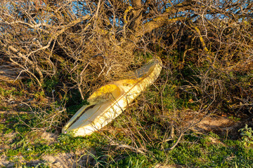 Old Yellow Kayak Hidden in Coastal Shrubs