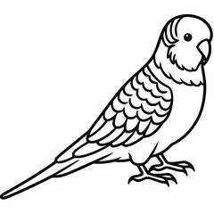 Detailed Budgerigar Line Art Illustration Isolated on White Background