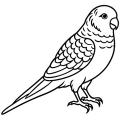 Obraz premium Line Art Budgerigar Illustration Isolated Bird Design