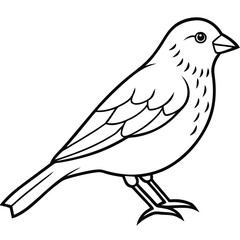 Cute Canary Line Art Illustration Isolated Bird Vector Graphic