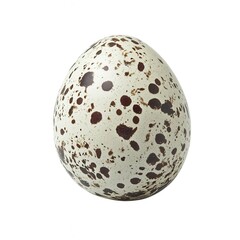Quail speckled egg close up studio shot on white background