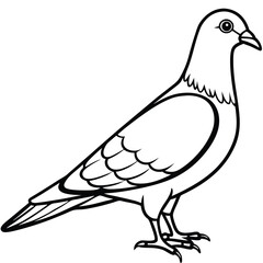 Elegant Line Art Illustration of Doves Isolated Columbidae Birds