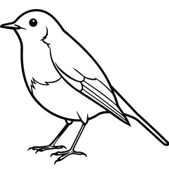 European Robin Line Art Illustration Isolated Bird Design for Backgrounds