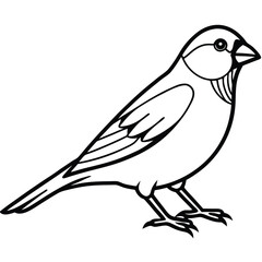 Elegant Line Art Finches Illustration Isolated on White Background