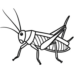 Line Art Grasshopper Illustration Isolated White Background