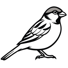 House Sparrow Line Art Illustration Detailed Bird Drawing for Design Projects