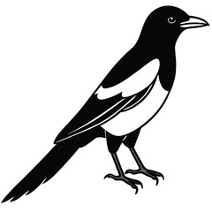 Elegant Magpie Line Art Illustration Isolated on White Background