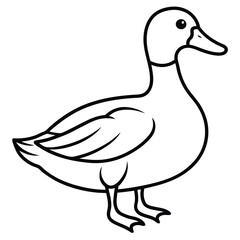 Mallard Duck Line Art Clean Vector Illustration for Backgrounds