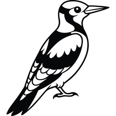 Line Art Woodpecker Illustration Isolated White Background