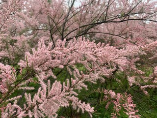 Tamarix, a small tree with thin branches and small pink flowers in fluffy inflorescences. Tree with pink flowers in a city park