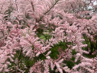 Tamarix, a small tree with thin branches and small pink flowers in fluffy inflorescences. Tree with pink flowers in a city park