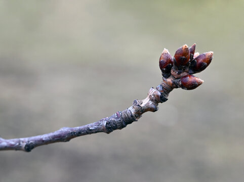buds of a tree