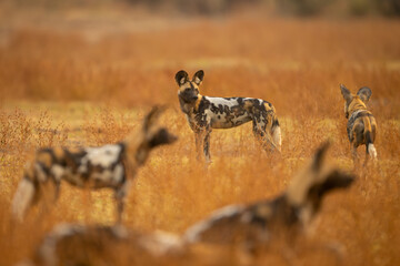 African wild dog stands surrounded by others