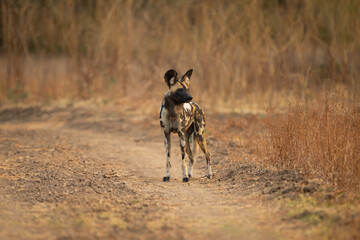 African wild dog stands on sand road