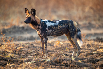 African wild dog stands on uneven ground © Nick Dale
