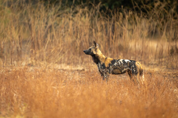 African wild dog stands lifting head slightly