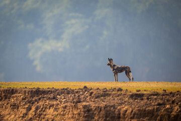 African wild dog stands on raised plateau