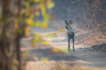 African wild dog stands in sandy track