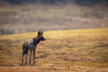 African wild dog stands backlit turning head