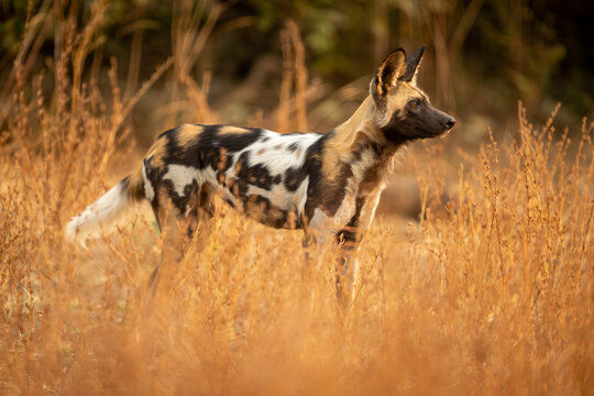 African wild dog stands in thick bushes
