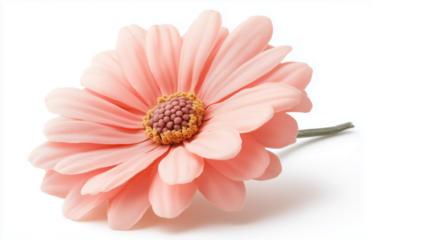 Soft pink daisy flower on a transparent background.
