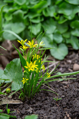 Yellow stars are a plant of the lily family.