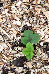 small green strawberries growing in a bed in wood sawdust